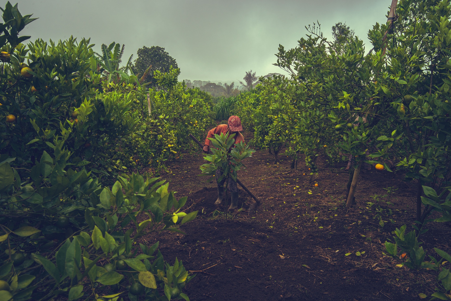 A farmer tends to citrus trees in a lush grove — Kintamani Farmers